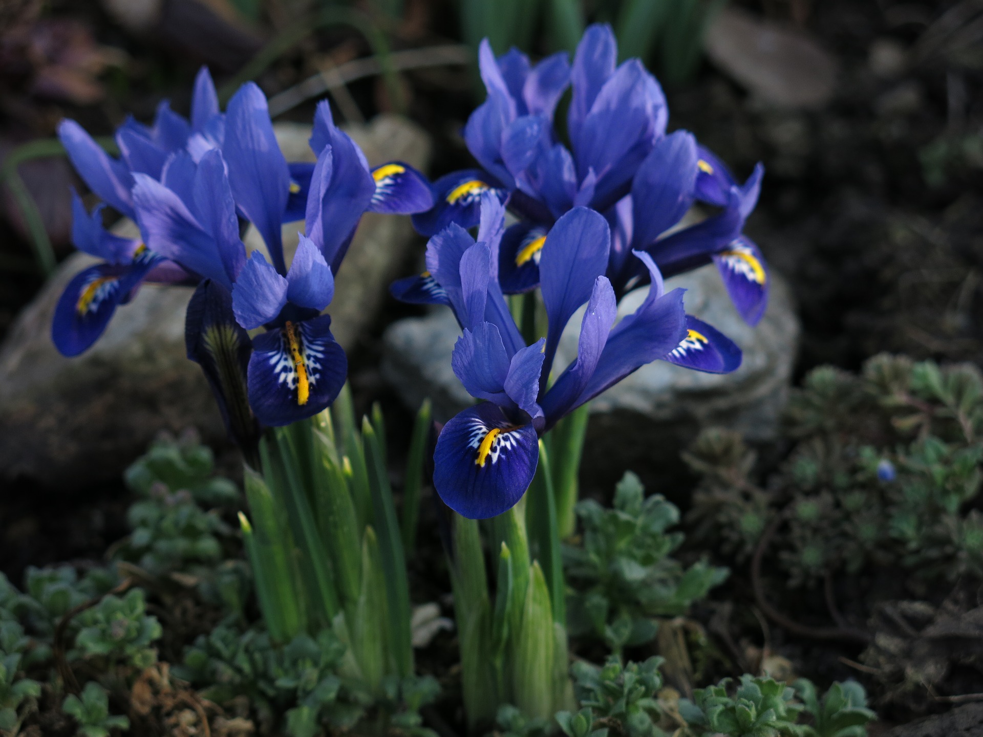 Irises The Literary Affair